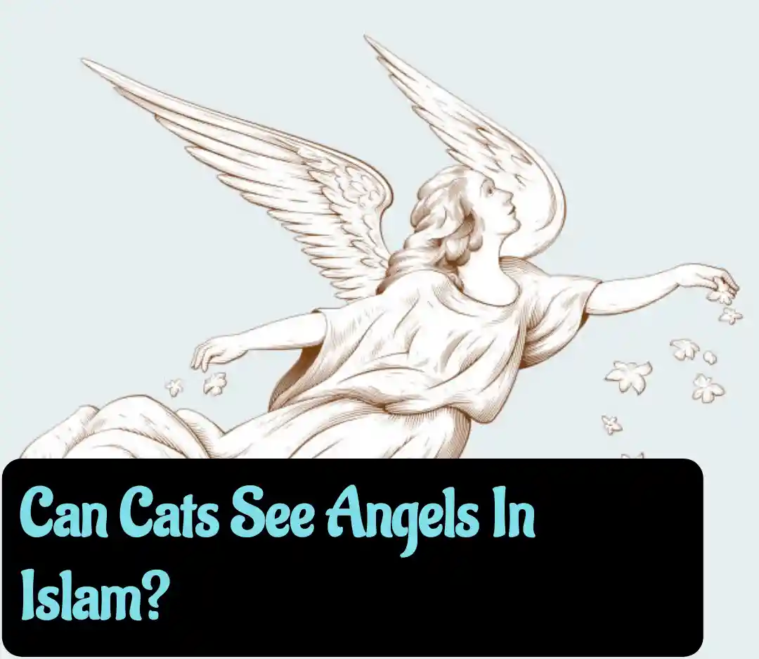 Can Cats See Angels In Islam?