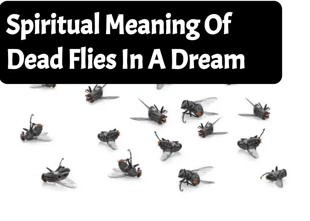 spiritual-meaning-of-dead-flies-in-a-dream-scity