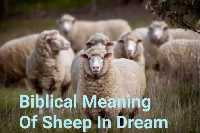 Biblical Meaning Of Sheep In Dream
