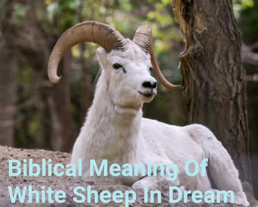 Biblical Meaning Of White Sheep In Dream 