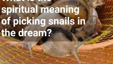 What is the spiritual meaning of picking snails in the dream?